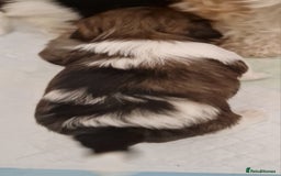 Havanese dogs for sale: Stunning KC Registered Havenese babies available.  - Image 13