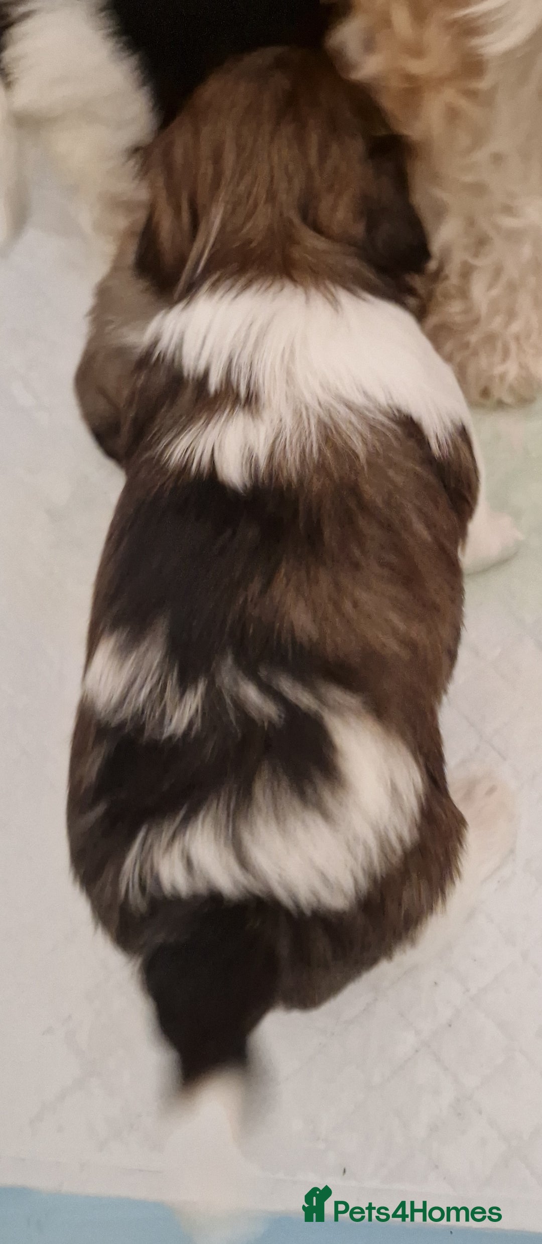 Havanese dogs for sale: Stunning KC Registered Havenese babies available.  - Image 13