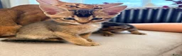 Mixed Breed cats for sale: Beautiful Home Raised Abyssinian Mix Kittens - Advert 13
