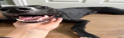 Mixed Breed dogs for sale: Gorgeous Greyhound Lurcher  in Gainsborough - Advert 2