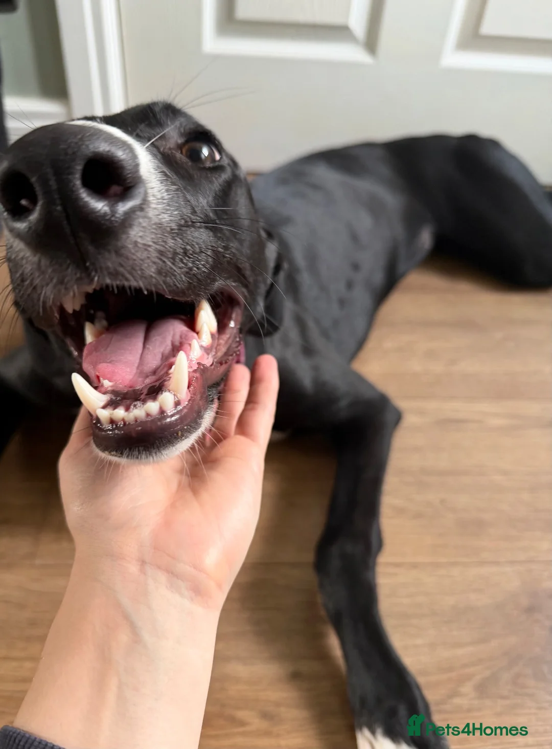 Mixed Breed dogs for sale: Gorgeous Greyhound Lurcher  in Gainsborough - Advert 2