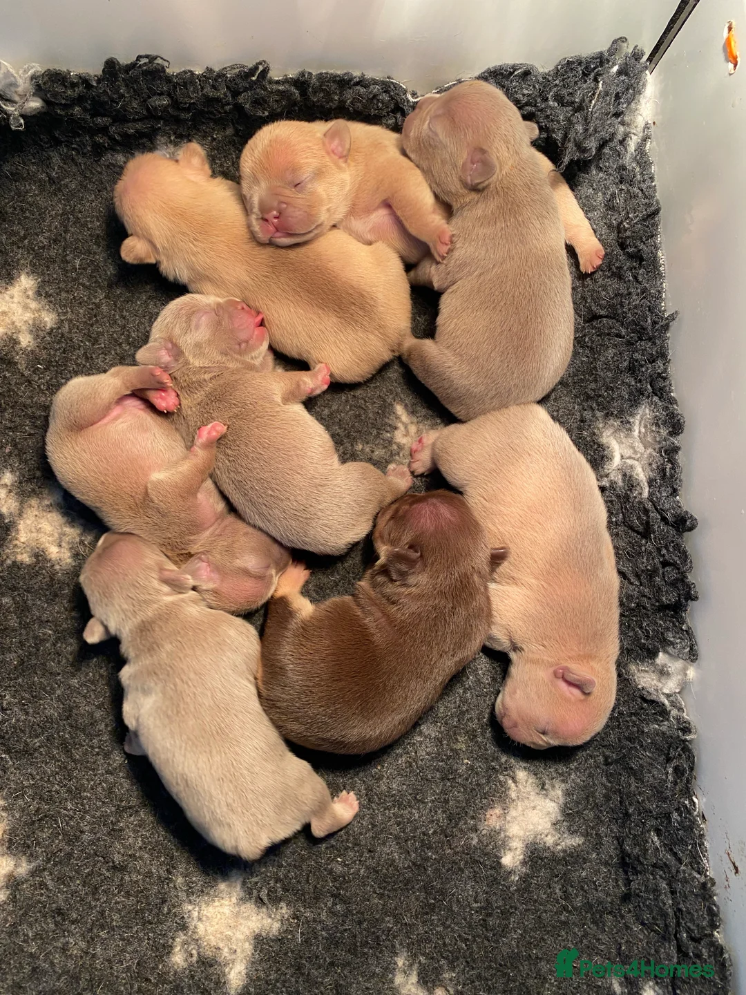 French Bulldog dogs for stud: ISABELLA NEWSHADE AND TAN CREAM CARRIER STUD in Boston - Advert 14