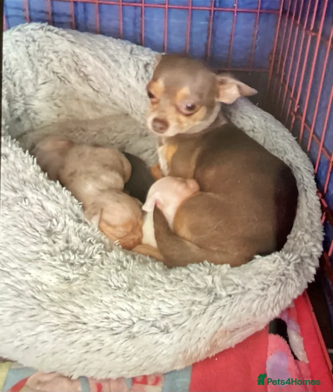 Chihuahua dogs for sale: Gorgeous tiny Chihuahua babies - Advert 2