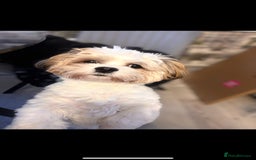 Malshi dogs for sale: Looking for a forever home - Image 4