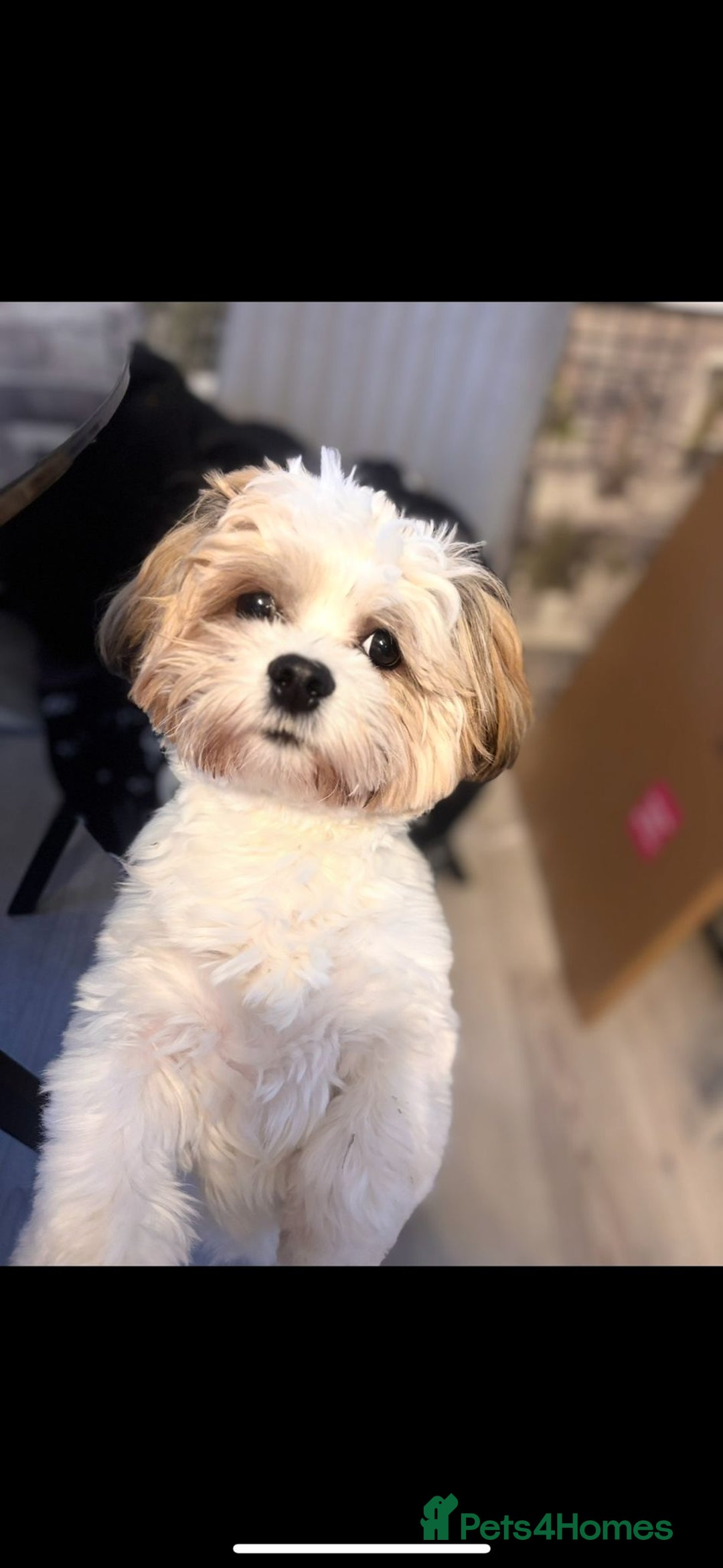 Malshi dogs for sale: Looking for a forever home - Image 4