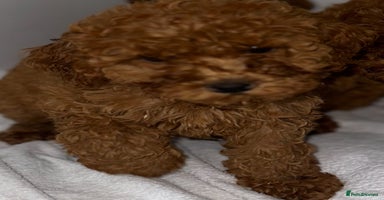 Cavapoo dogs - Advert 2
