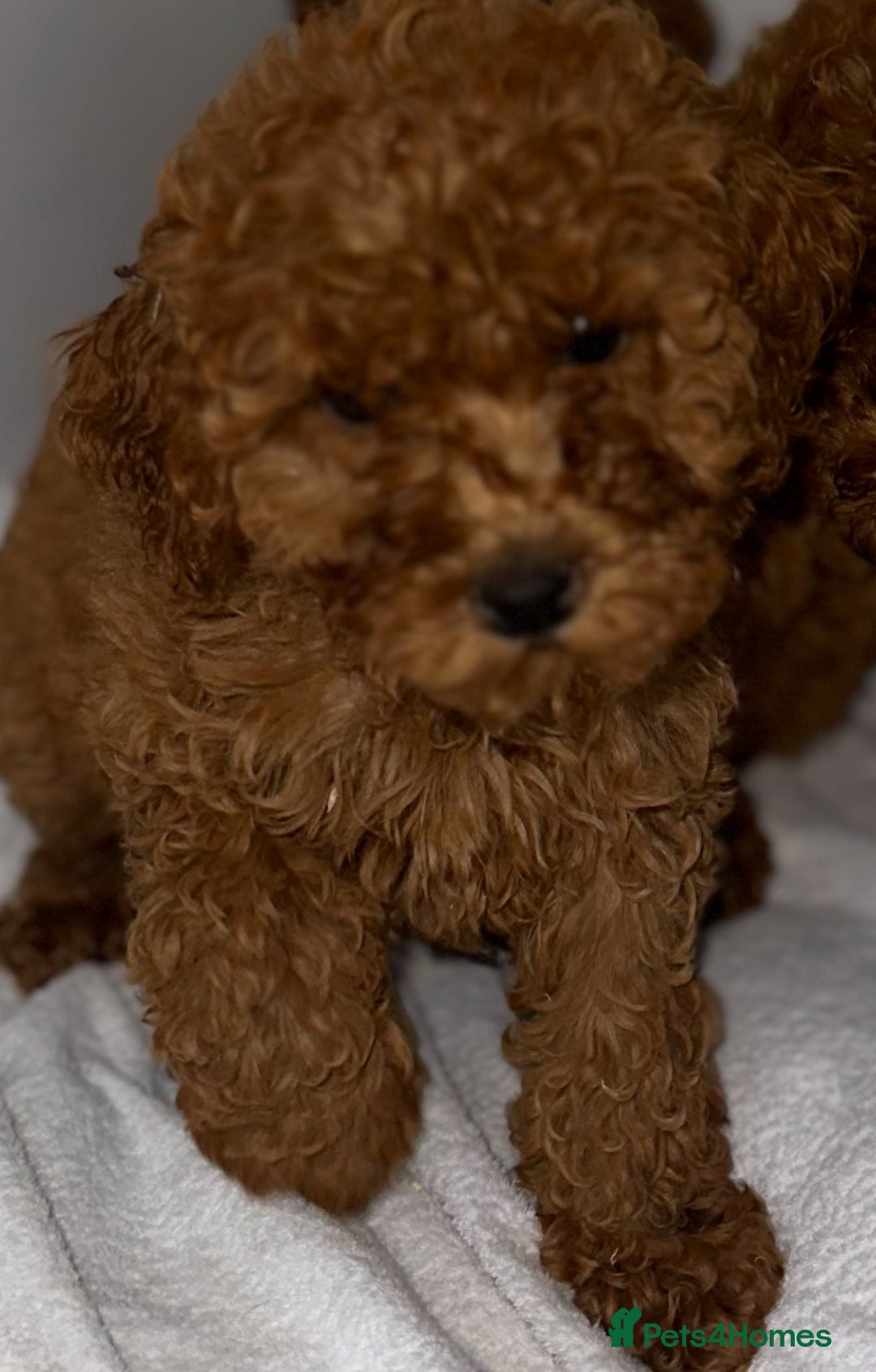 Cavapoo dogs for sale: F1 cavapoo  reddy now  - Image 4