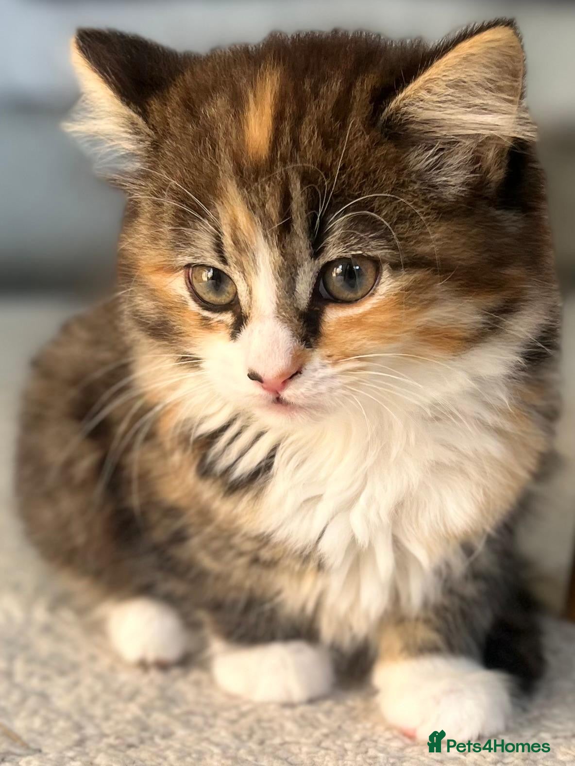 Mixed Breed cats Mixed Breed Pedigree Cross Kittens M/F - Advert 2