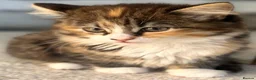Mixed Breed cats for sale: Mixed Breed Pedigree Cross Kittens M/F - Advert 2