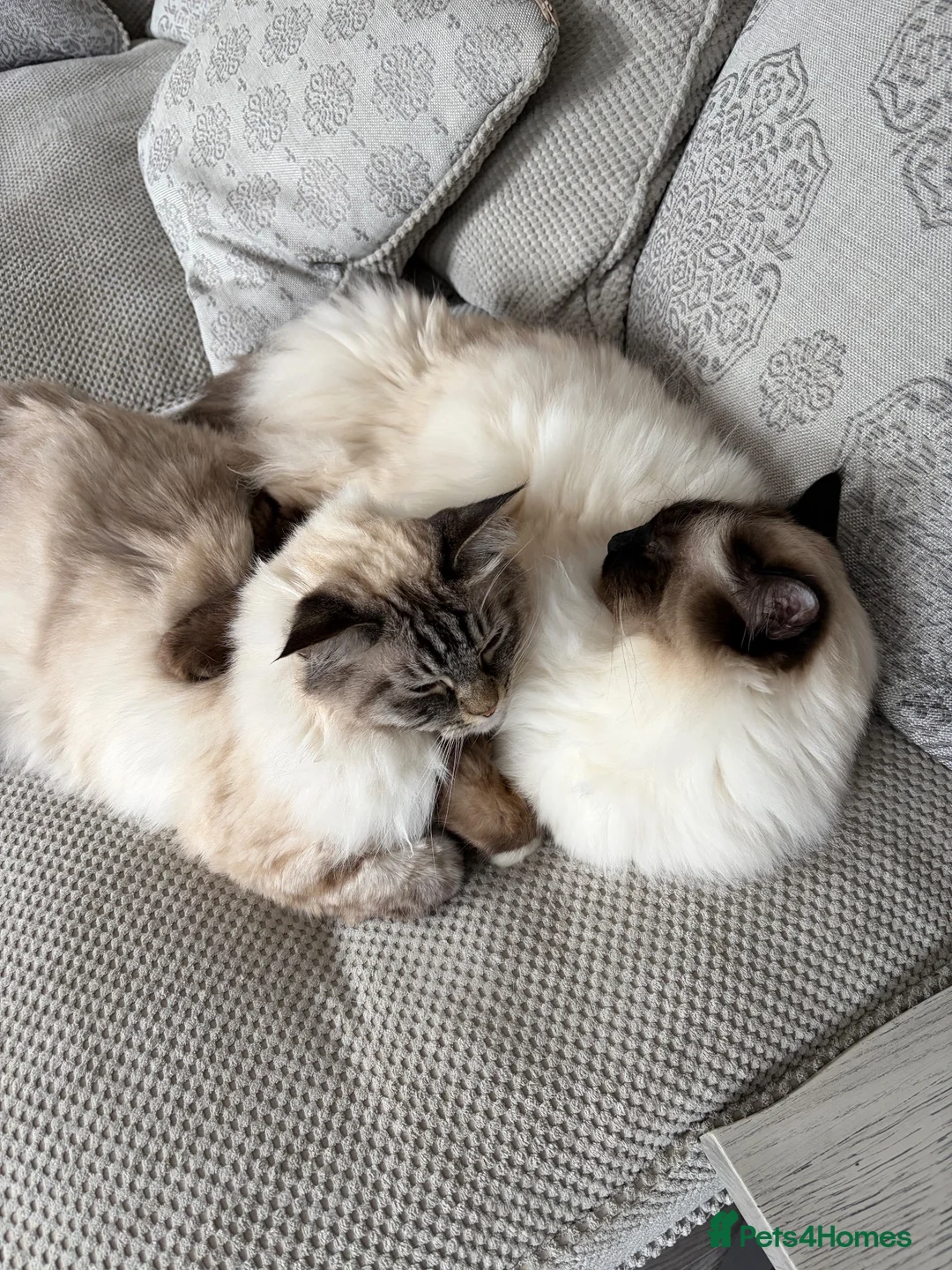 Ragdoll cats for sale: 2 male Ragolls for sale  in Basingstoke - Advert 2
