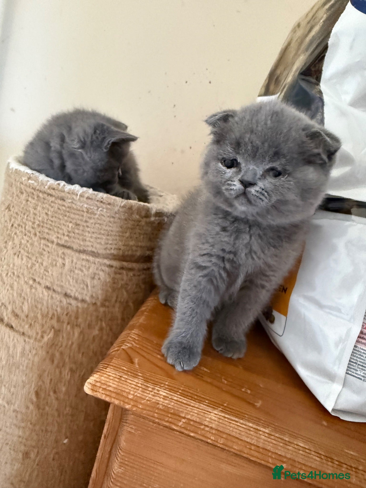 Scottish Fold cats Scottish kittens available now  - Advert 3