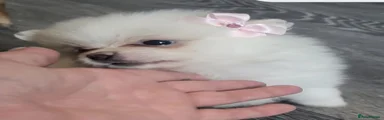 Pomeranian 1