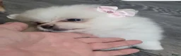 Pomeranian dogs for sale: Pomeranian mixed litter  in Wigan - Advert 20