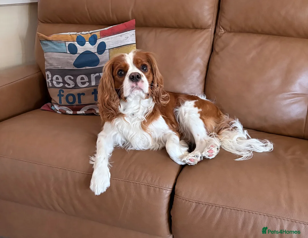 Cavalier King Charles Spaniel dogs for stud: Cavalier King Charles Stud Heart tested and DNA  - Advert 1