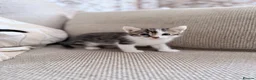 Mixed Breed cats for sale: Kittens for sale  - Advert 5