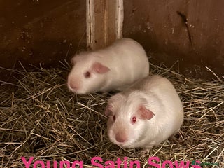 Guinea Pig rodents Pairs of Guinea Pigs Boars & Sows - Advert 11