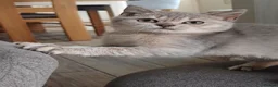 Scottish Fold cats for sale: Pretty Scottish Straight kittens  - Advert 9