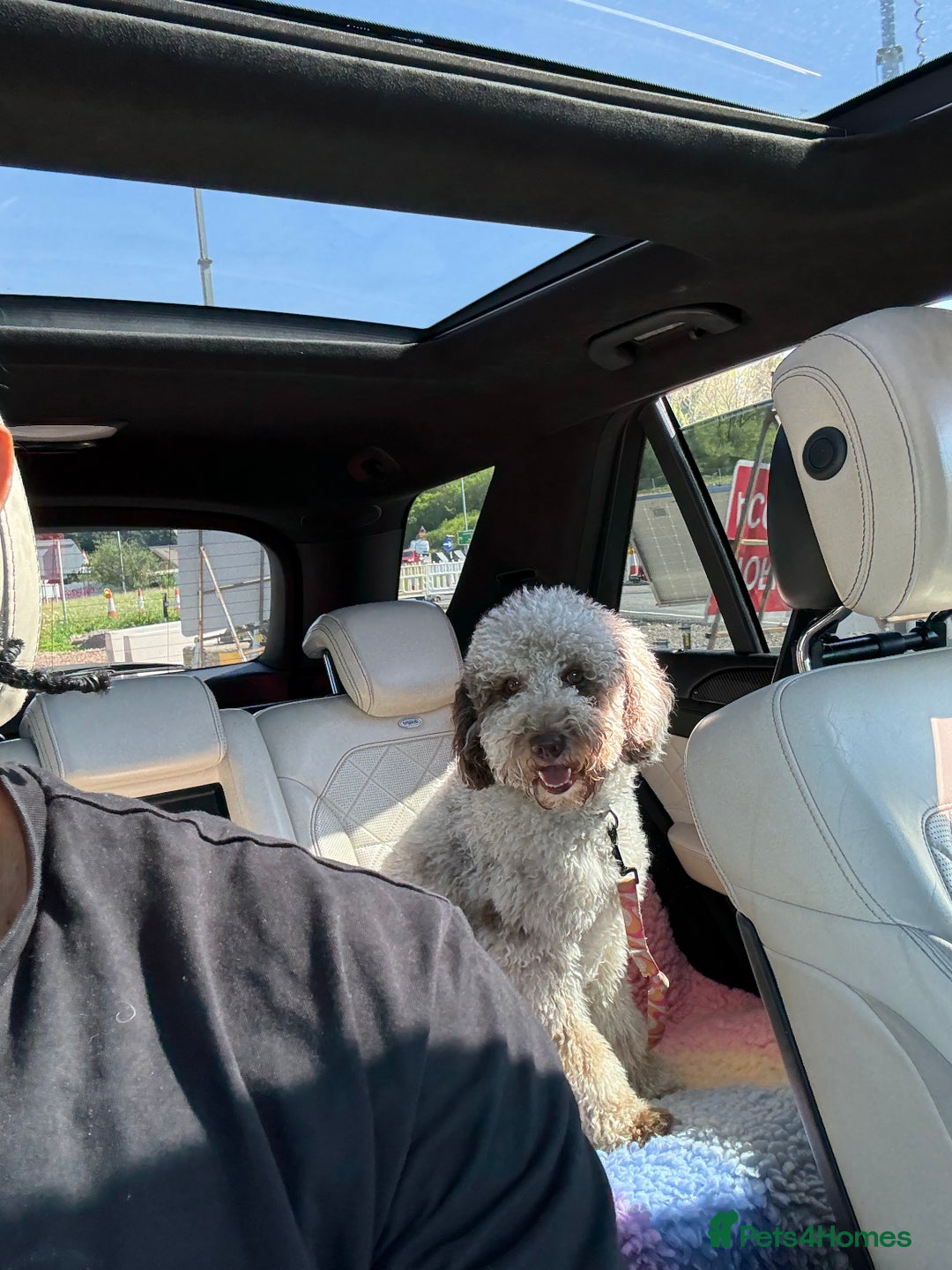 Bernedoodle dogs for sale: Mini Bernedoodle **waiting list** - Image 16