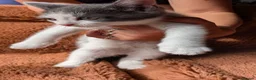 Mixed Breed cats for sale: 5 beautiful kittens for sale - Advert 16