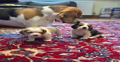 Beagle dogs - Advert 8