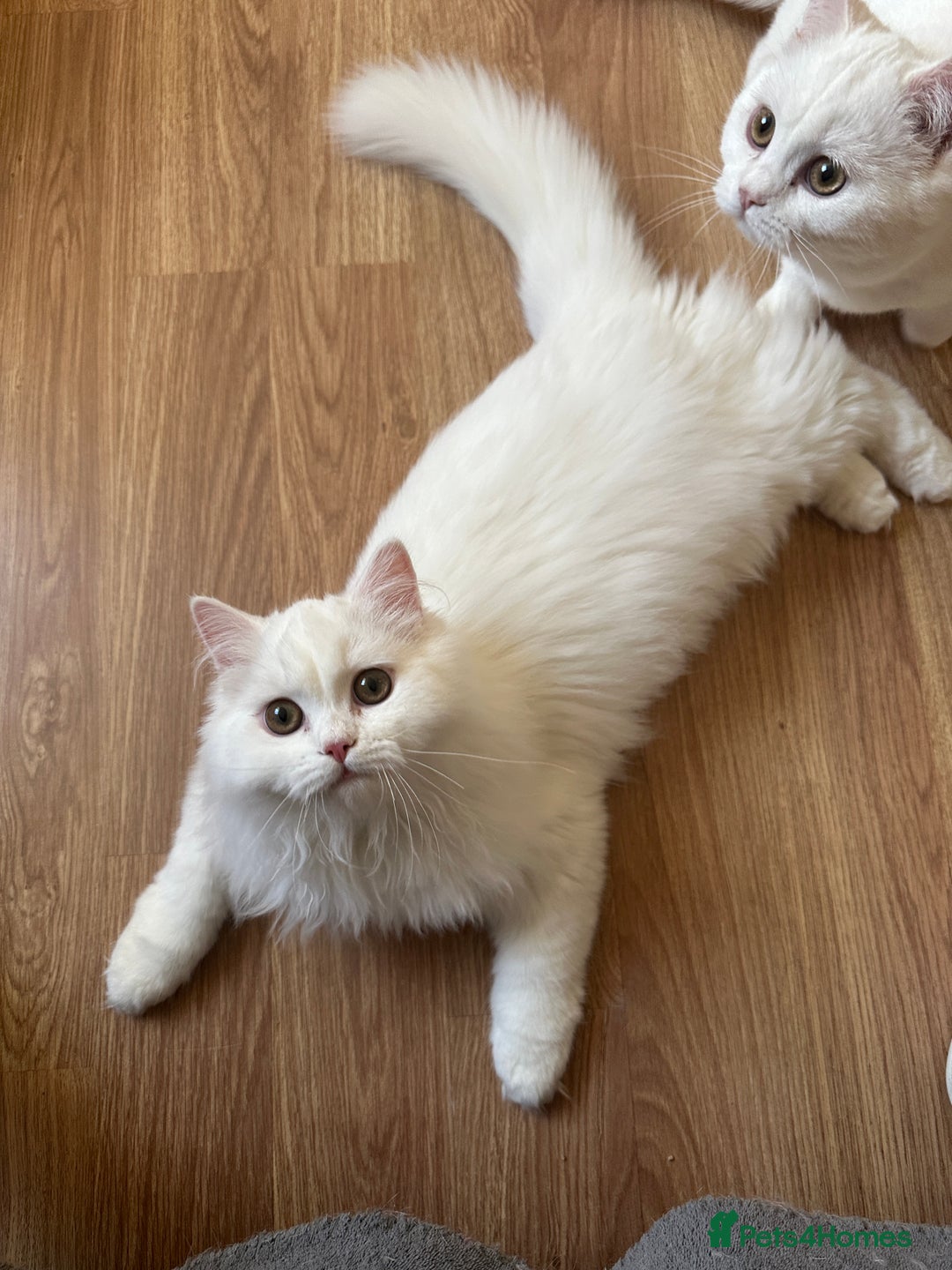 British Shorthair cats for sale: Gorgeous British Longhair & Shorthair Kittens - Advert 28