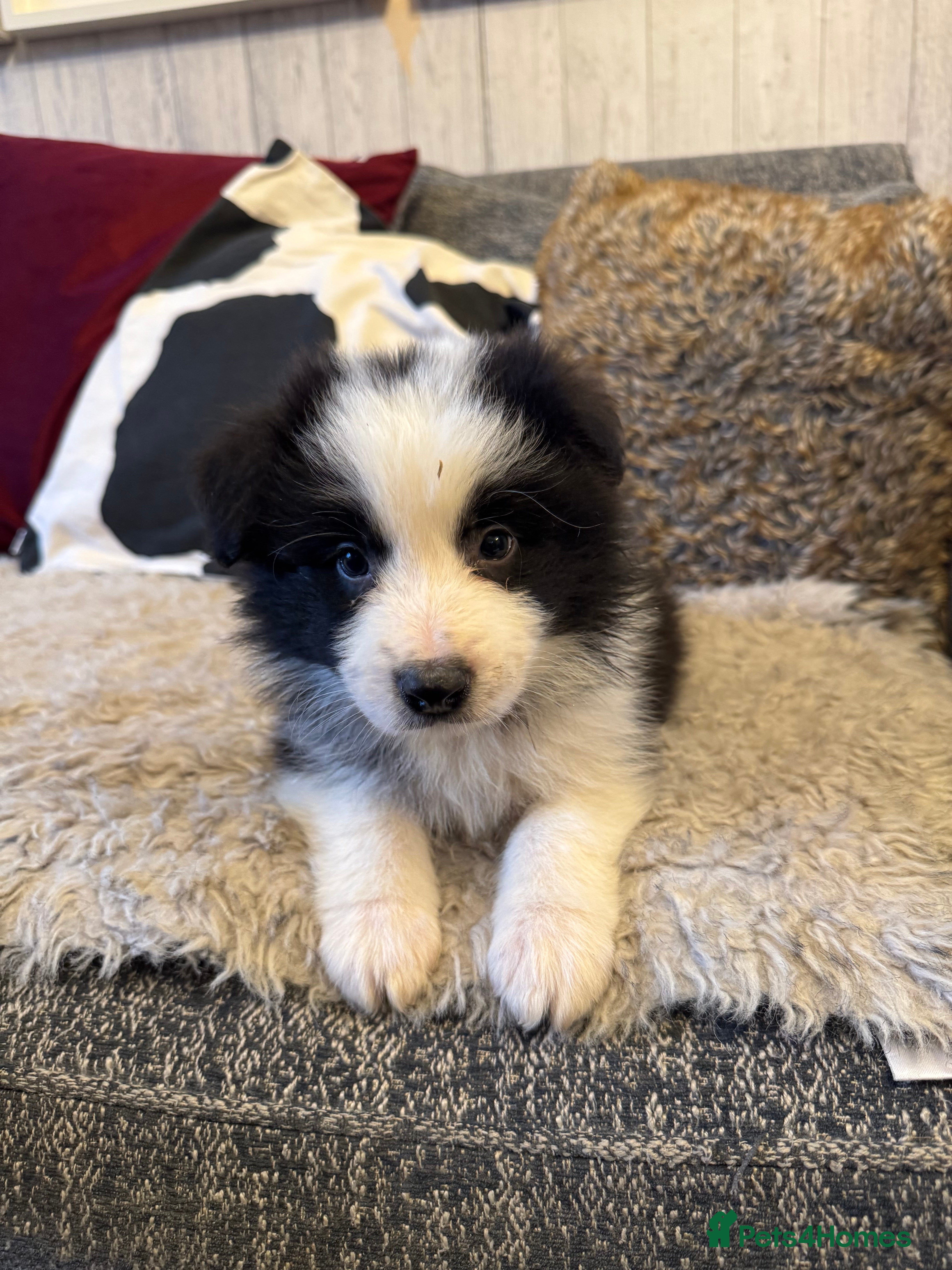 Border Collie dogs Pure Bred Border Collie Puppies For Sale - Advert 10