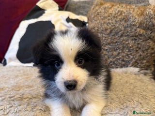 Border Collie dogs Pure Bred Border Collie Puppies For Sale - Advert 4
