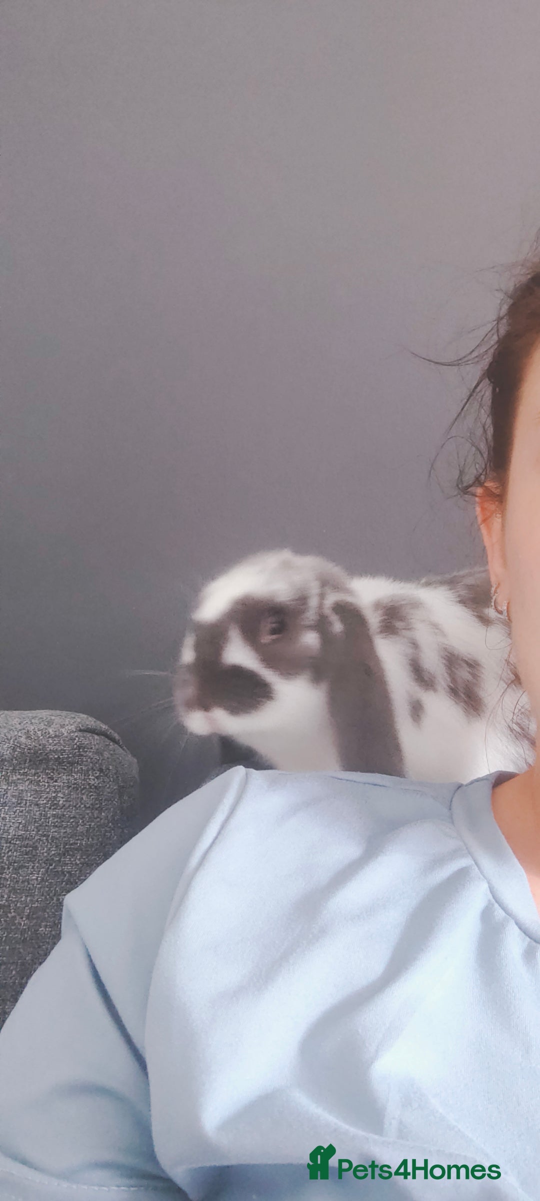 Dwarf Lop rabbits for sale: Dwarf lop - Image 2
