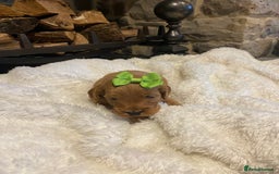 Cockapoo dogs for sale: Gorgeous litter of  F1 Cockapoo’s - Image 8