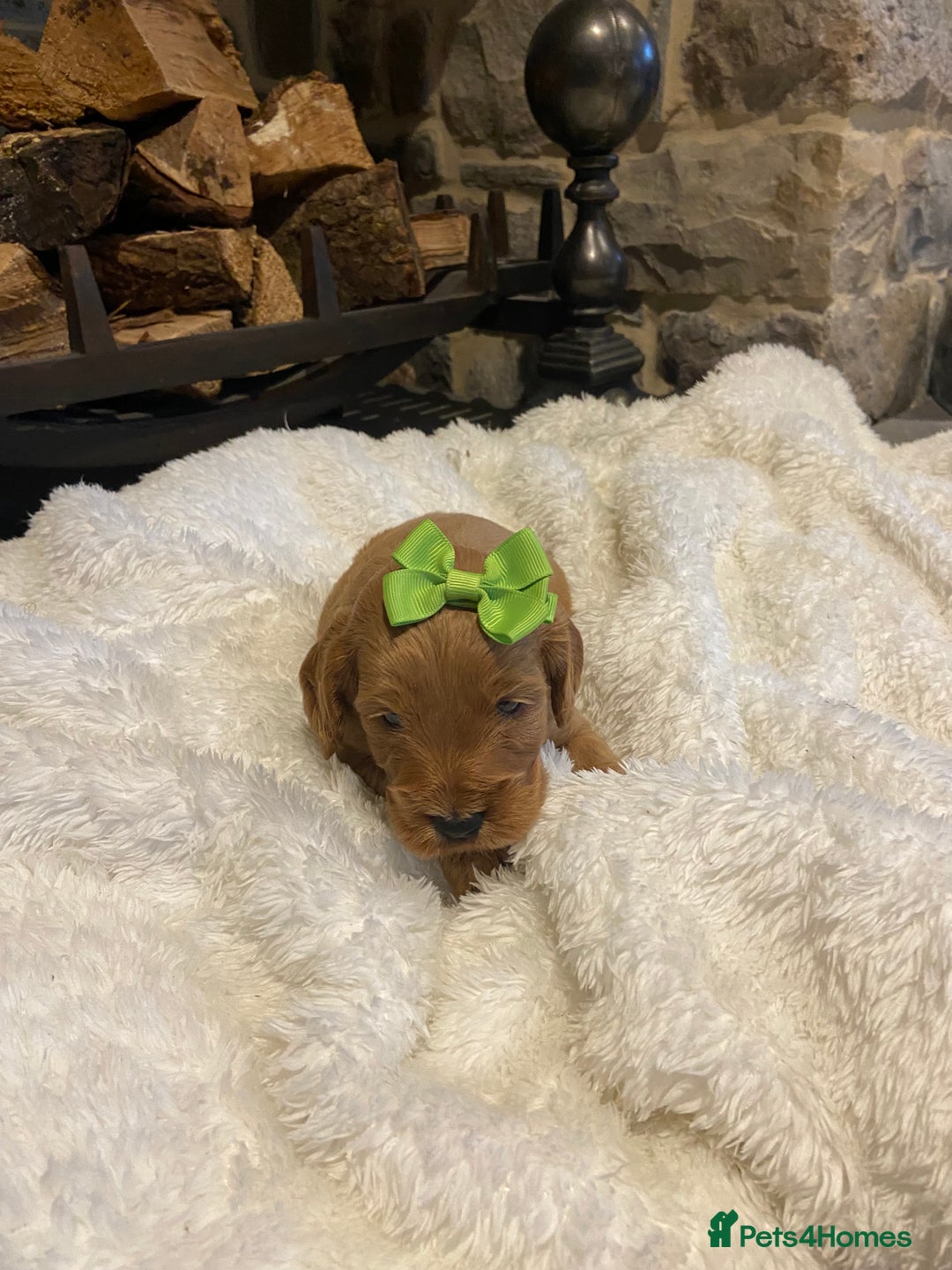 Cockapoo dogs for sale: Gorgeous litter of  F1 Cockapoo’s - Image 8