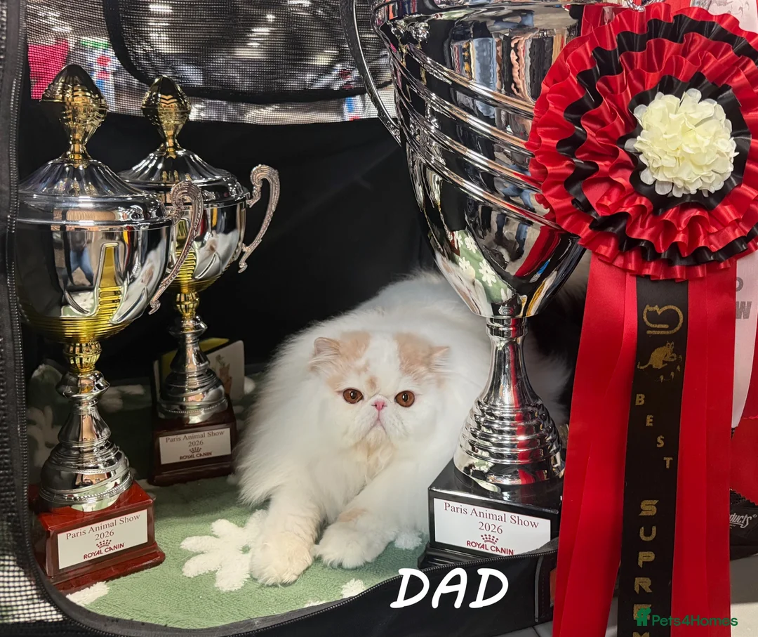 Exotic cats for sale: Outstanding Exotic Boy & Persian Girl - Advert 2