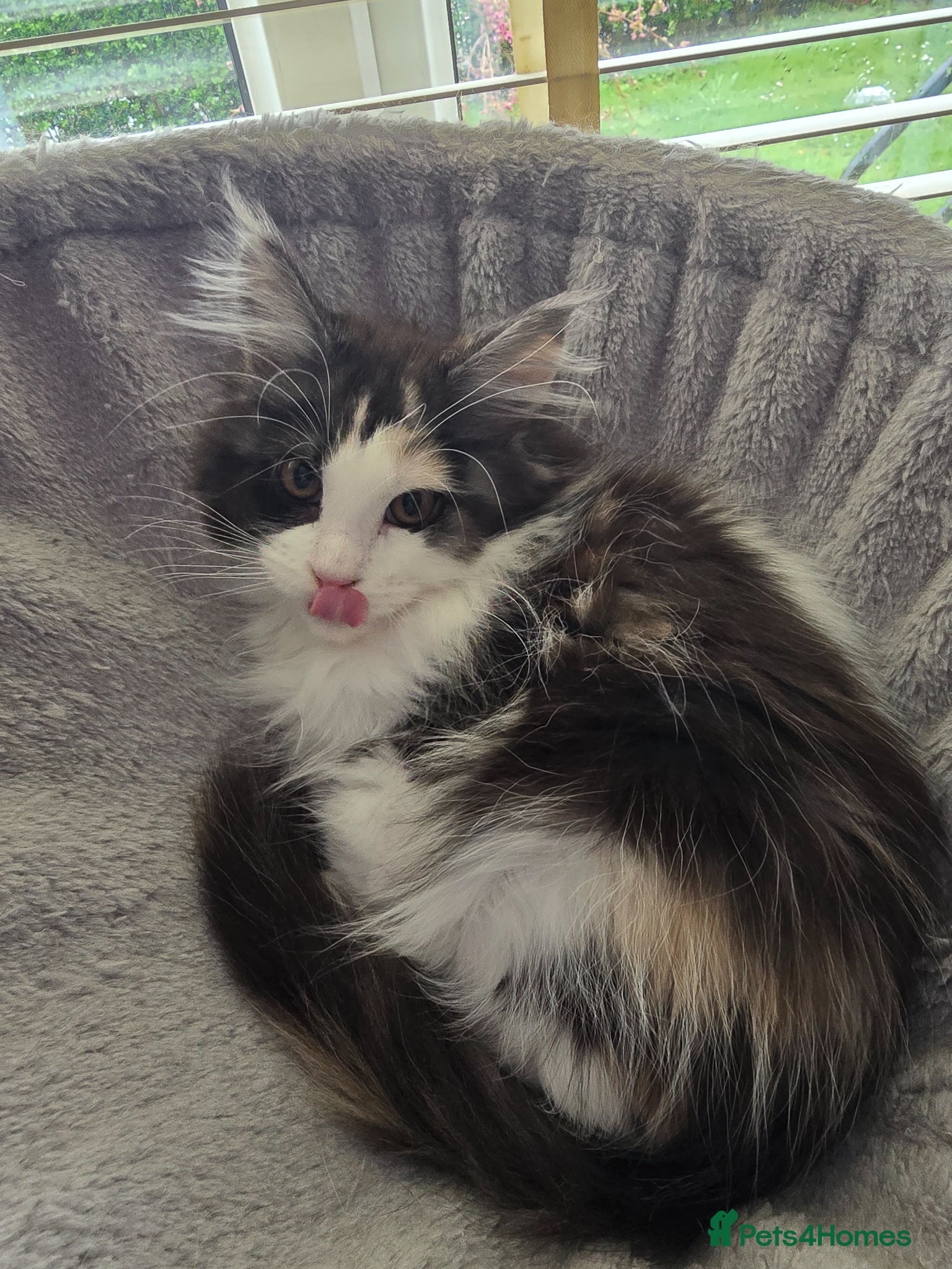 Maine Coon cats 2 sweet girls left* Maine Coon kittens Tica   - Advert 2