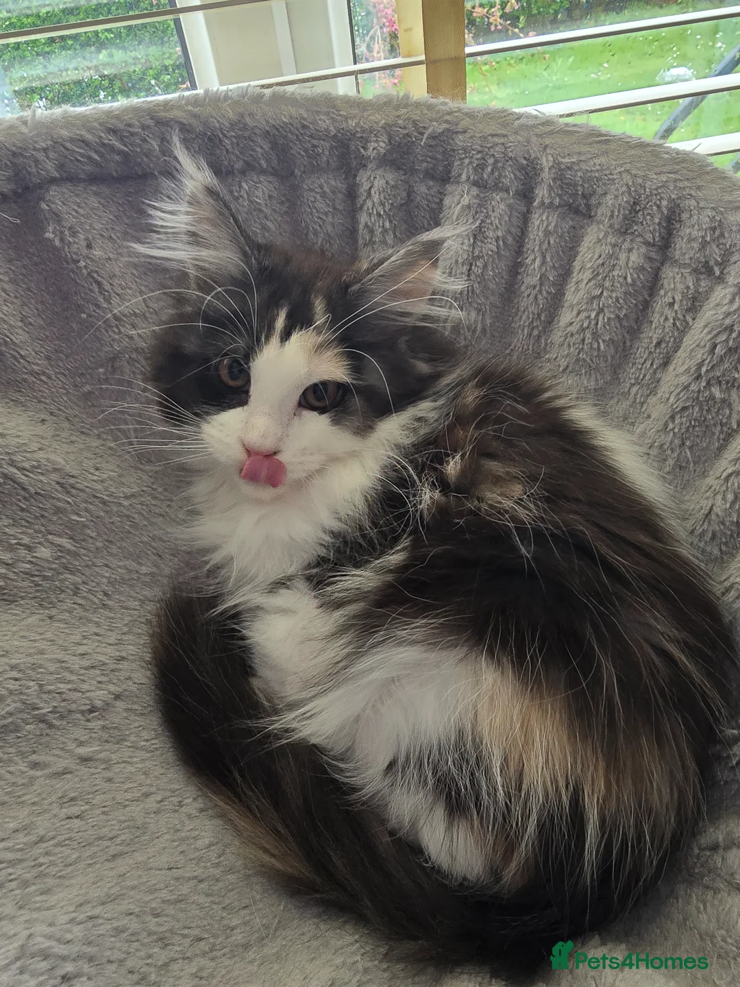 Maine Coon cats for sale: 2 sweet girls left* Maine Coon kittens Tica   - Advert 2