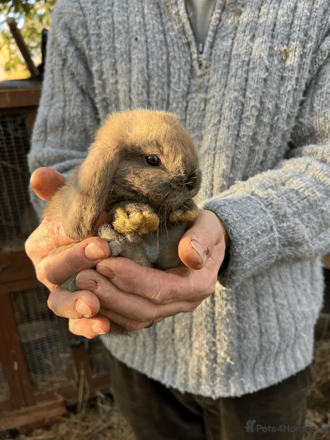 Mini Lop rabbits for sale: 100% Pure Family Bred Friendly Mini Lop Bunnies - Advert 5