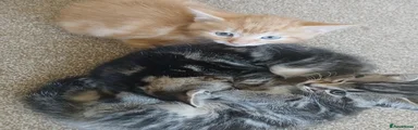 Mixed Breed 2
