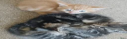 Mixed Breed cats for sale: Mixed breed boys available in Colchester - Advert 2