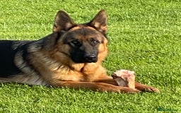 German Shepherd dogs for sale: German Shepherd Dog. - Image 1