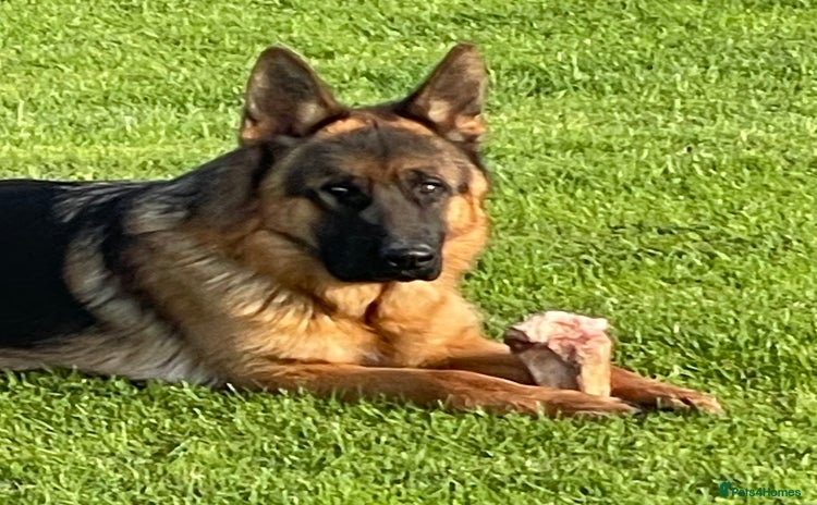German Shepherd dogs - Advert 14
