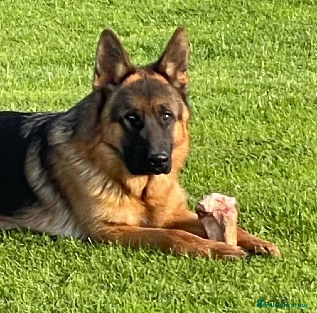 German Shepherd dogs for sale: German Shepherd Dog. - Image 1