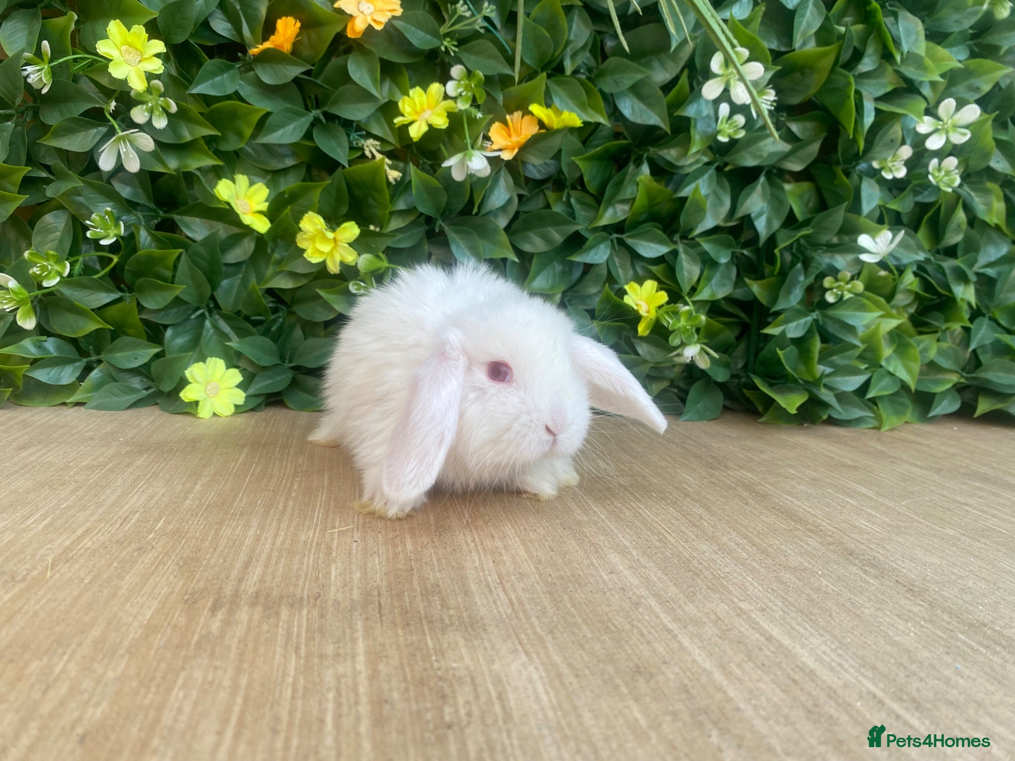 Mini Lop rabbits Mini lops Est since 2014 ready to reserve  - Advert 2