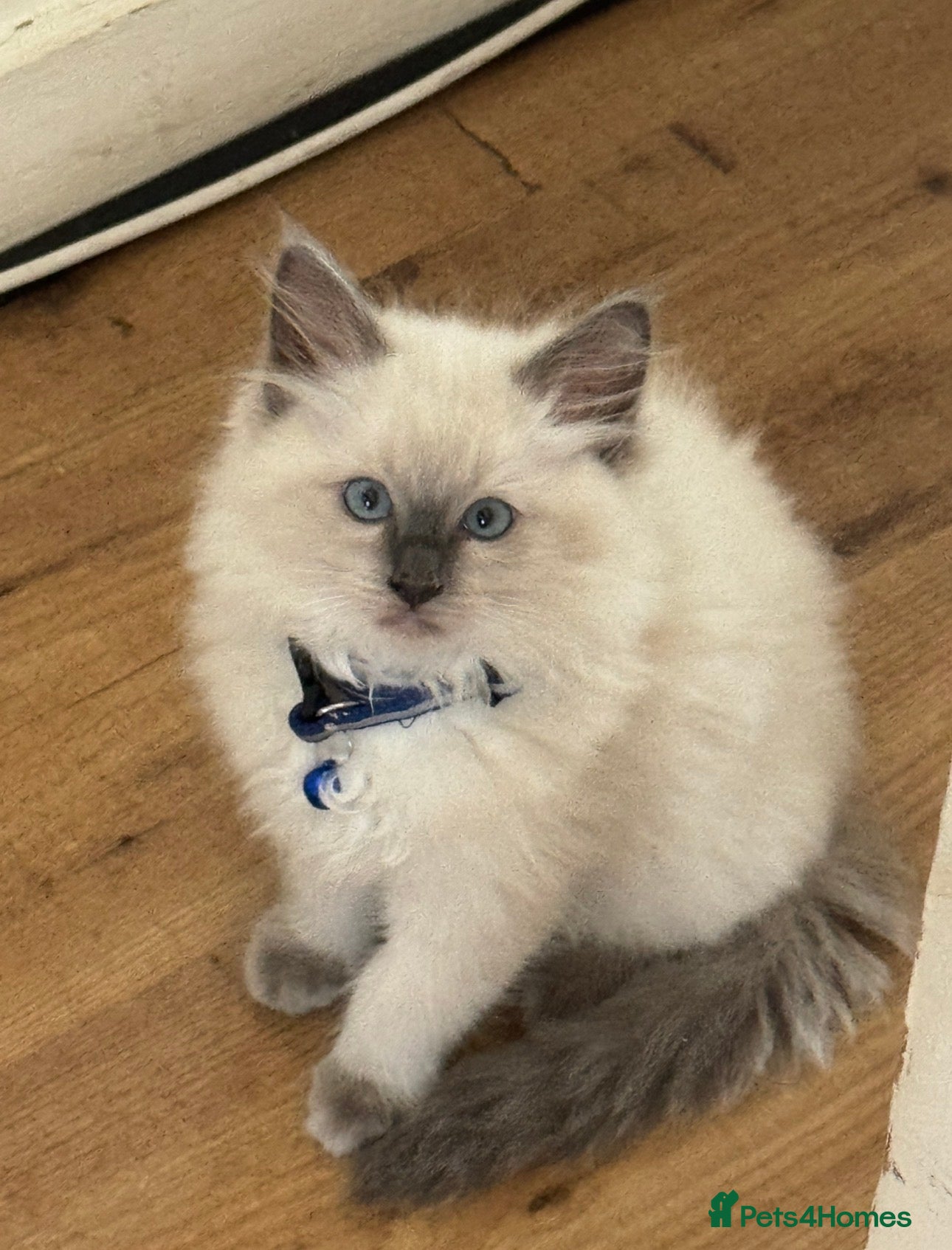 Ragdoll cats  Ragdoll Kittens - Vaccinated READY TO GO NOW - Advert 2