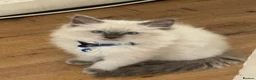 Ragdoll cats for sale: Purebred Ragdoll Kittens - Vaccinated & Trained  in Greenford - Advert 9
