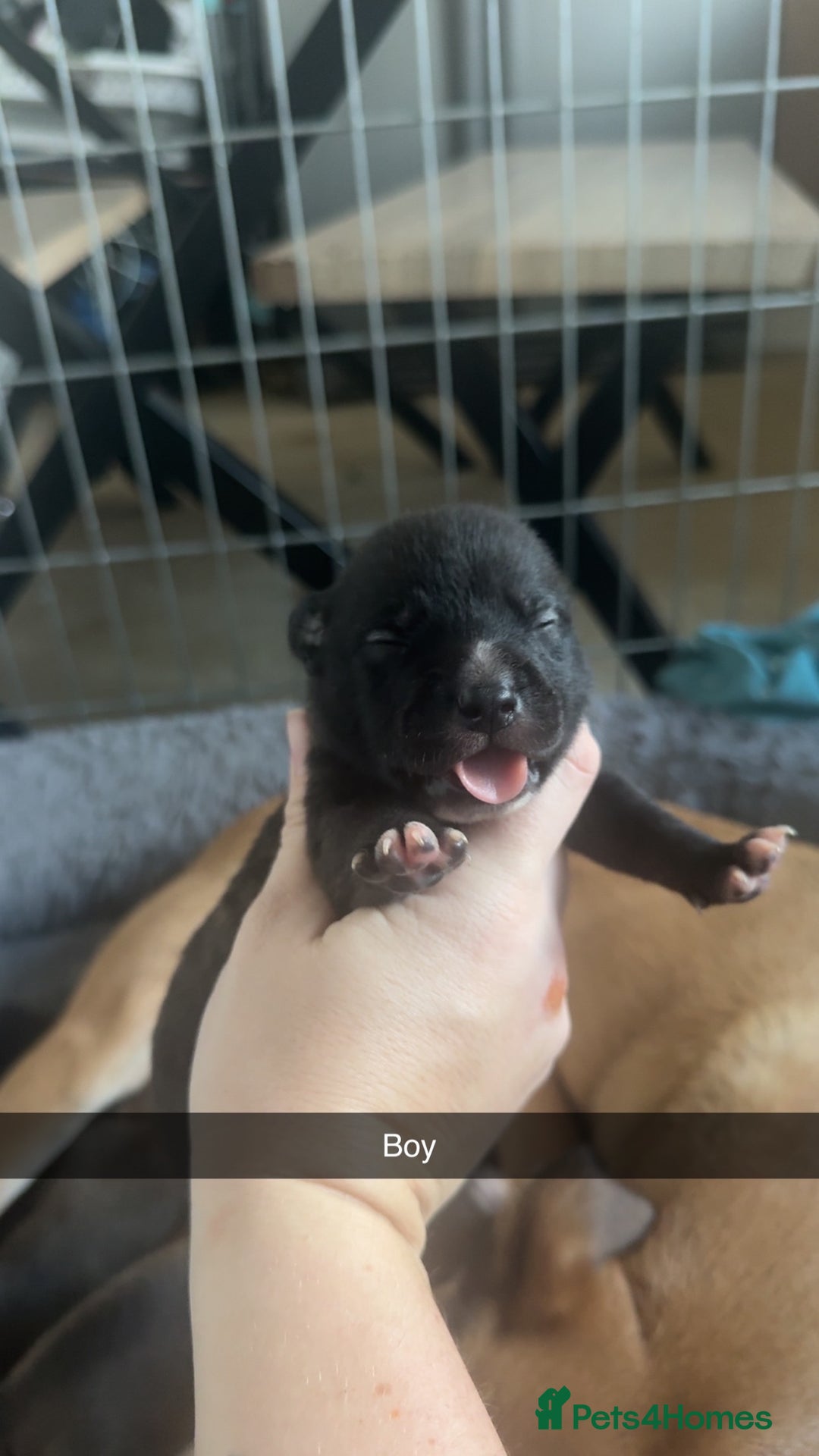 Mixed Breed dogs for sale: Staffy mixed breed pups  - Advert 2