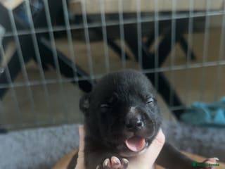 Mixed Breed dogs Staffy mixed breed pups - Advert 3