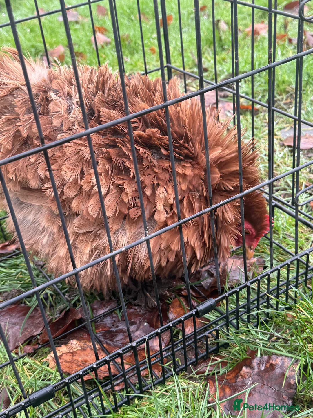 Chickens poultry for sale: 3 New Hampshire red pullets and a Pekin frizzle - Advert 22