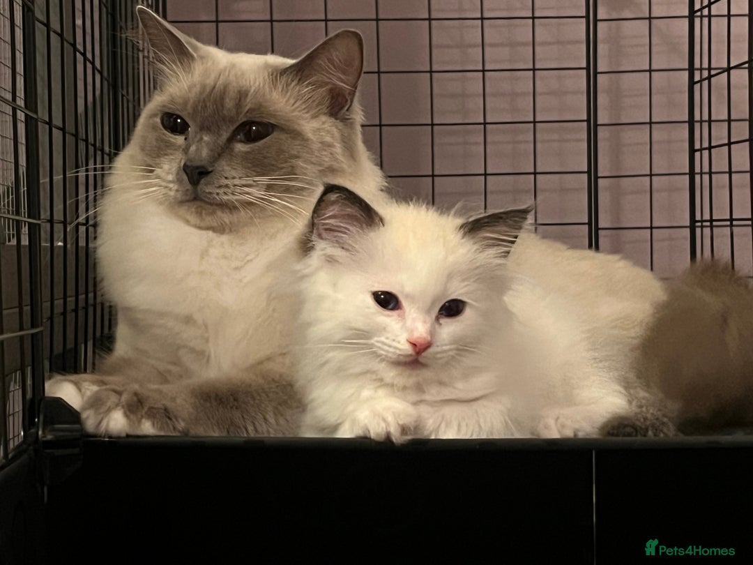 Ragdoll cats for sale: TICA Registered Bicolour boy - Image 12