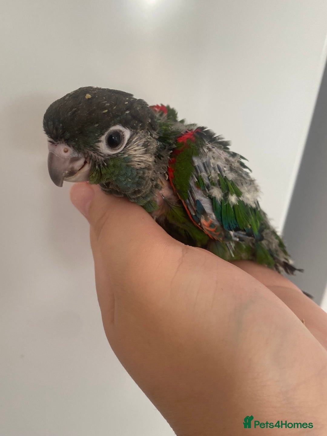 Conures birds for sale: Hand reared conures  - Image 3