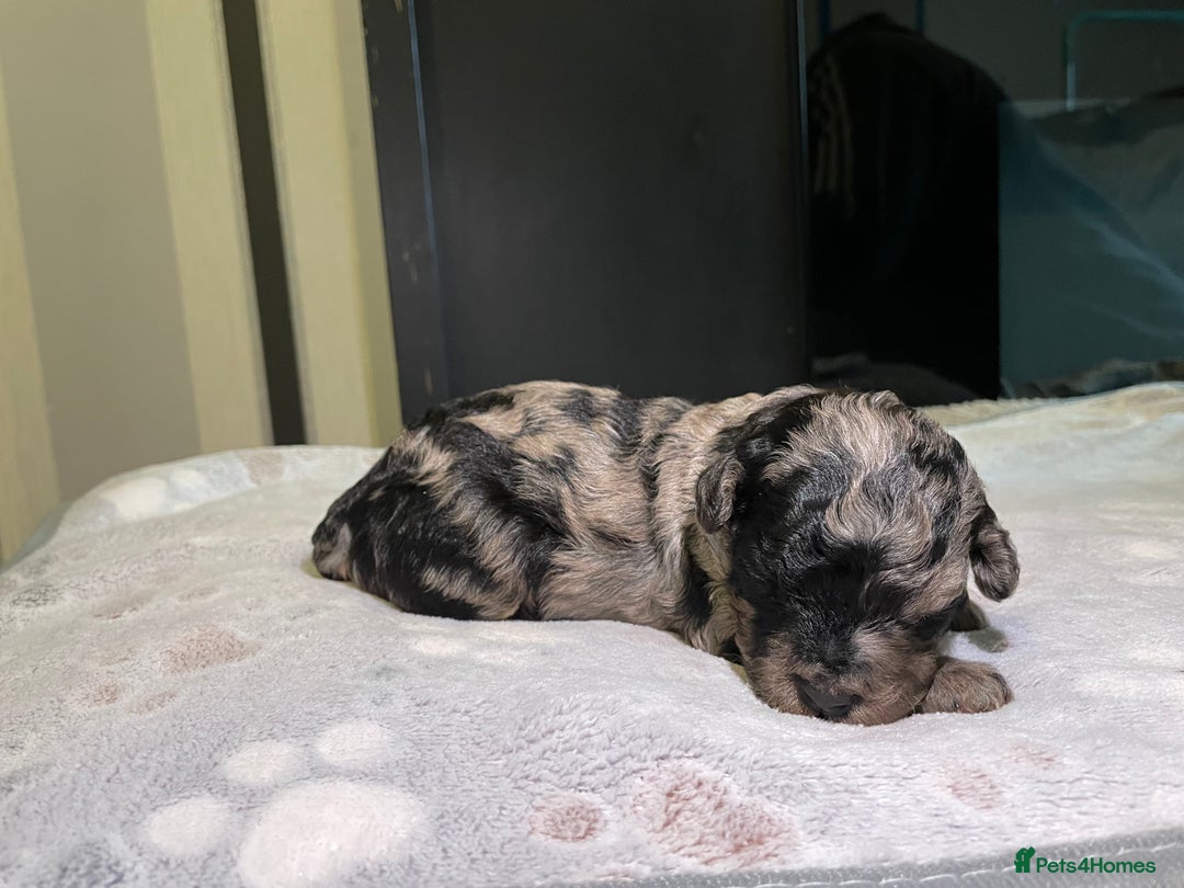 Cockapoo dogs for sale: 3 beautiful cockapoo puppies for sale  - Advert 8