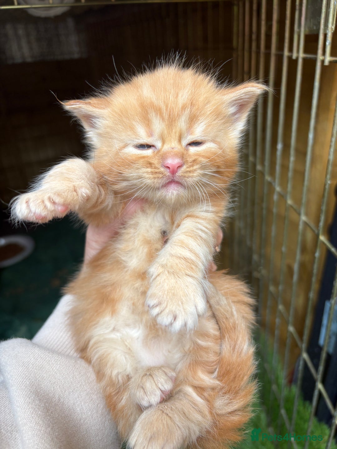 Maine Coon cats for sale: 5 beautiful maincoone litter  - Image 8