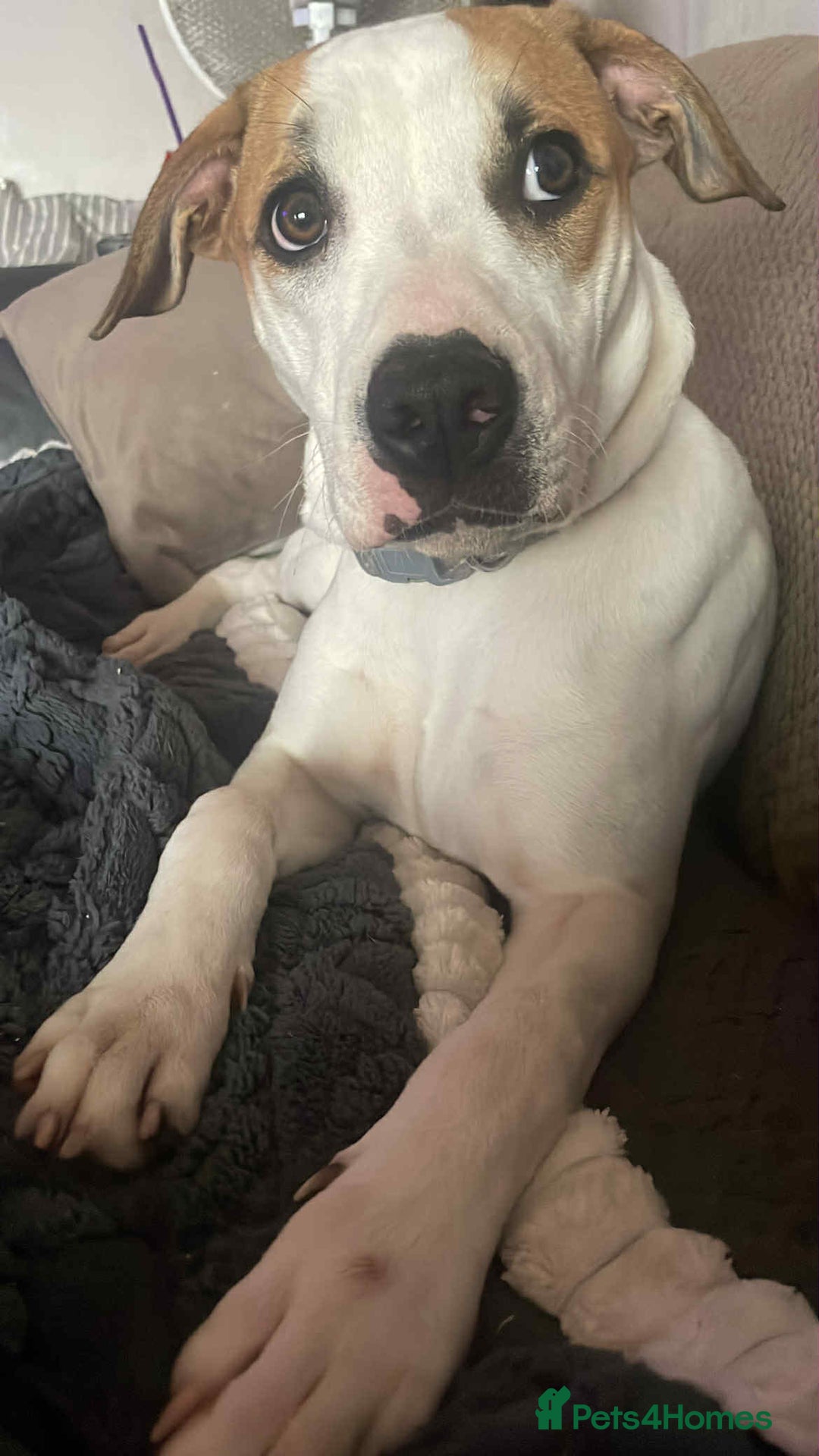 American Bulldog dogs for sale: 7 month old full breed American Bulldog - Image 2